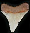 Chubutensis Tooth - Megalodon Ancestor #26692-1